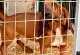 AKC Male Basset Hound