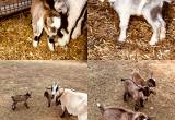 dwarf nigerian goats