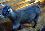Female Goat!