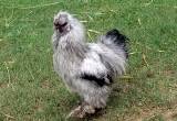 Silkie Roosters (young) to good home