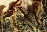 Jumbo Coturnix Quail