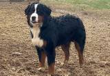 Male bernese mountain dog