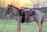 Red Roan Gelding Pony