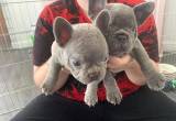 AKC French Bulldog