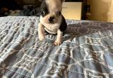 boston terrier puppies