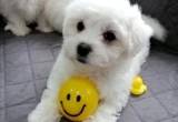 Beautiful Maltese