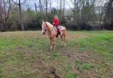 Palomino Quarter horse