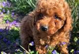 Red Toy Poodle Male