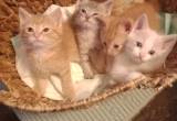 5 little kittens