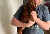 female red dachshund