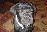 Cane corso male puppy