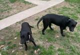 2 Labrador retrievers