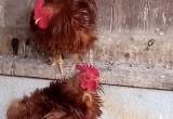 red frizzle Cochin banty roosters