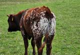 shorthorn waygu cross