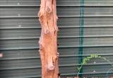Cedar log