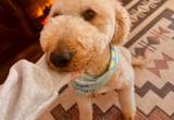 Male Goldendoodle