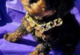 TOY poodle - Nashville -females