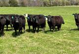 Black/ BWF Bred Cows