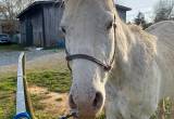 appaloosa gelding