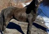 registered tennesee walking horse