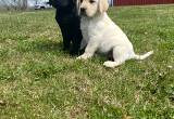 black lab male puppy