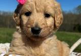 Goldendoodle Puppies!