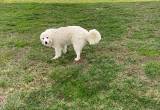 great pyrenese livestock guardian dog