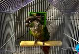 green cheek conure