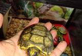 2 CB Yellowfoot tortoises