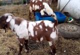 2 dappled boer billys