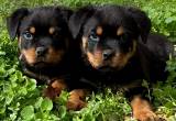 Akc Rottweiler Puppies✳️ Champion
Sired