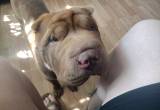 akc shar pei