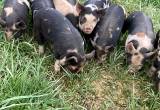 Idaho pasture pigs - breeders & feeders