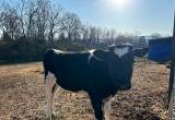 Holstein Bull Calf