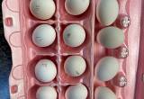 Hatching Eggs!