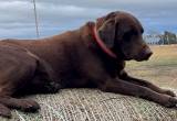 Chocolate Lab for Stud