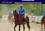 Police Training Bay Twh Gelding