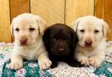 Labrador Retriever puppies!
