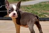 boston terrier puppies