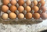 Farm Fresh Eggs For Eating!