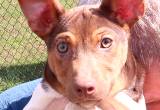 Male chocolate Rat terrier Chase