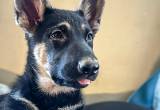 Female German Shepherd Puppy