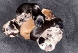 dachshund PUPPIES