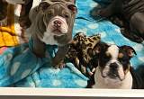 AKC English Bulldog Puppies