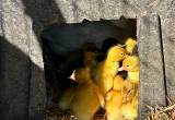 Baby ducks for sale! 🐣