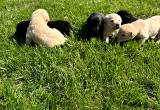 AKC Labrador Retriever Puppies