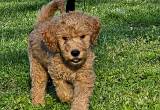 CKC Standard Goldendoodle Puppies