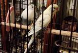 Two Beautiful Parakeets With Cage & Food