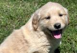 Akc Golden Retriever Puppies