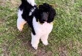 AKC Female standard poodle puppy